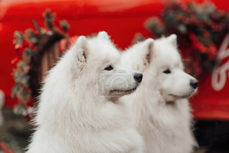 Téléchargez les photos : Chiens blancs Samoyed célébrant Noël et Nouvel An saison des fêtes d'hiver en plein air. Chiens actifs joyeux passer du temps ensemble avoir du plaisir en plein air - en image libre de droit