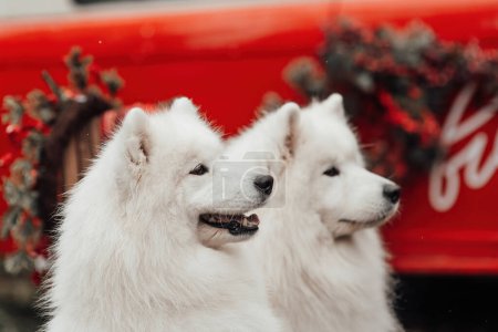 Foto de Blanco Samoyed perros celebrando Navidad y Año Nuevo vacaciones de invierno temporada al aire libre. Perros activos alegre pasar tiempo juntos divertirse al aire libre - Imagen libre de derechos