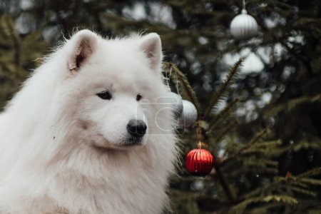 Téléchargez les photos : Chien blanc Samoyed célébrant Noël et Nouvel An saison des fêtes d'hiver en plein air. Chien actif s'amusant en plein air - en image libre de droit