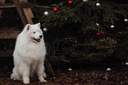 Foto de Blanco Samoyed perro celebrando Navidad y Año Nuevo vacaciones de invierno temporada al aire libre. Perro activo divertirse al aire libre - Imagen libre de derechos