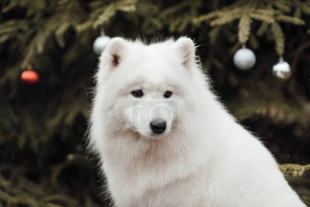 Foto de Blanco Samoyed perro celebrando Navidad y Año Nuevo vacaciones de invierno temporada al aire libre. - Imagen libre de derechos