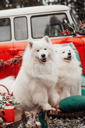 Foto de Blanco Samoyed perro celebrando Navidad y Año Nuevo vacaciones de invierno temporada al aire libre. Perros activos alegre pasar tiempo juntos divertirse al aire libre - Imagen libre de derechos
