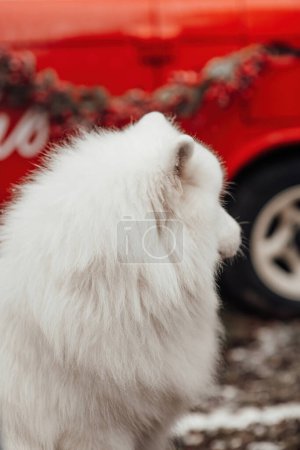Téléchargez les photos : Chien blanc Samoyed célébrant Noël et Nouvel An saison des fêtes d'hiver en plein air. Chien actif s'amusant en plein air - en image libre de droit