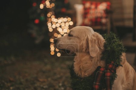 Photo for Christmas and New Year winter holidays season in Camper Park. Golden retriever dog near Xmas camper trailer - Royalty Free Image