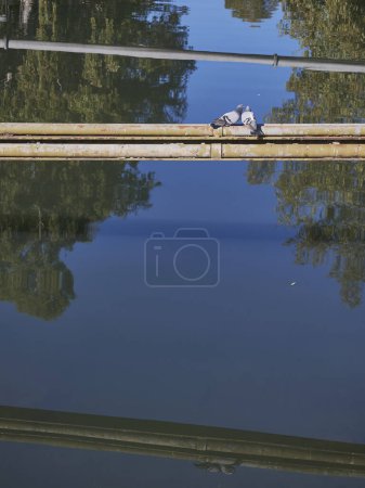 Photo for A picture of a nice pigeon - Royalty Free Image