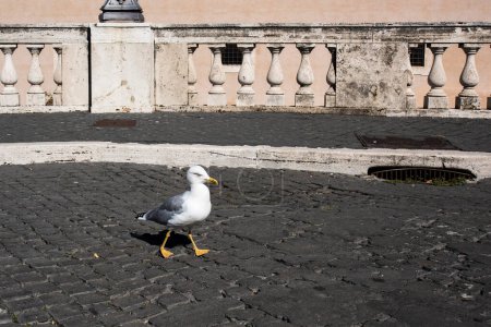 Foto de Una foto de una gaviota caminando por la calle - Imagen libre de derechos