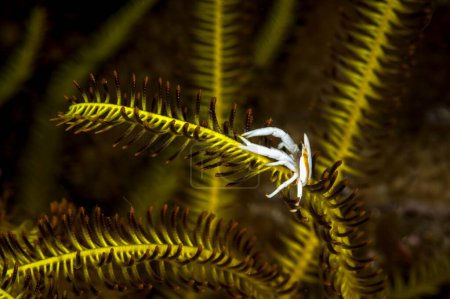 A beautiful picture of a little crinoid squat lobster