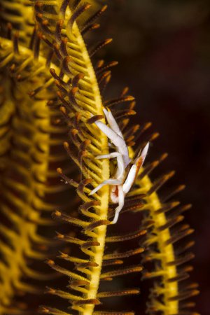 Photo for A beautiful picture of a little crinoid squat lobster - Royalty Free Image