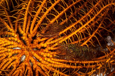 Téléchargez les photos : Un photographe de crevettes craquelantes d'un Stimpson - en image libre de droit