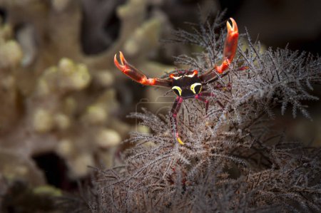 Une photo d'un beau crabe noir sur le corail