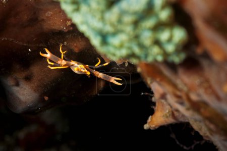 Una foto de un hermoso cangrejo de coral negro en el coral