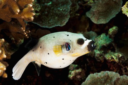 A picture of a nice puffer fish on the bottom