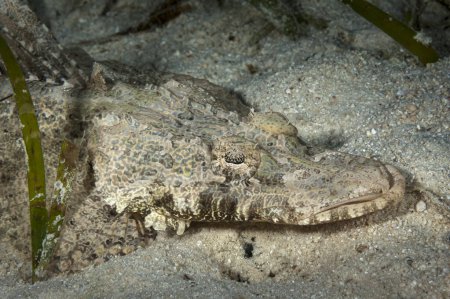 Una imagen de un pez cocodrilo descansando en la parte inferior