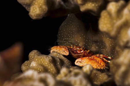 Photo for A picture of a beautiful squat lobster in the coral - Royalty Free Image