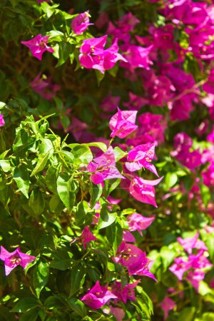 Foto de Flor trinitaria enana, familia nyctaginaceae, buganvilla buttiana holttum & standl - Imagen libre de derechos