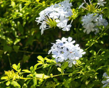 Photo for Portrait of blue jasmine flower, plumbago auriculata, family plumbaginaceae - Royalty Free Image