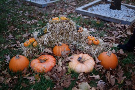 Foto de Preparación para Halloween, calabazas sobre hierba húmeda con hojas caídas de otoño. Foto de alta calidad - Imagen libre de derechos