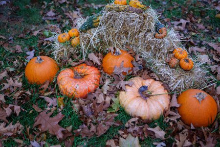 Foto de Preparación para Halloween, calabazas sobre hierba húmeda con hojas caídas de otoño. Foto de alta calidad - Imagen libre de derechos