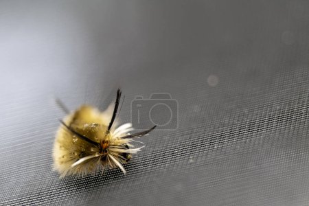 Photo for Banded Tussock Moth Caterpillar on Screen Door Halysidota tessellaris. High quality photo - Royalty Free Image