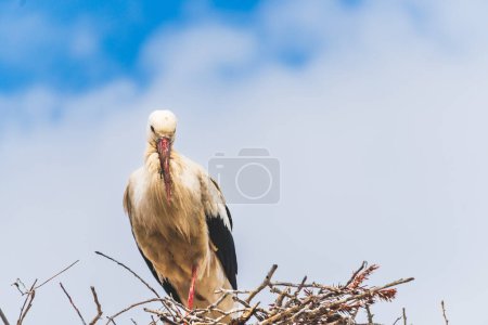 Photo for Stork standing on nest against blue sky in Bansko, Bulgaria, close up with copy space - Royalty Free Image
