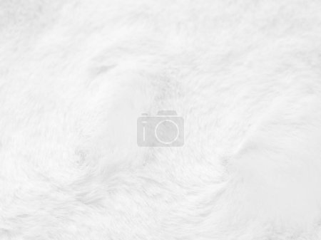 Photo for White clean wool texture background. light natural sheep wool. white seamless cotton. texture of fluffy fur for designers. close-up fragment white wool carpet... - Royalty Free Image