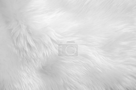 Photo for White clean wool texture background. light natural sheep wool. blanket seamless cotton. texture of fluffy fur for designers. Fragment green serge carpet.Tweed haircloth. - Royalty Free Image