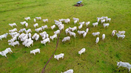Photo for Brazilian Nellore cattle on a farm. Aerial view - Royalty Free Image
