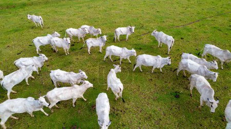 Photo for Brazilian Nellore cattle on a farm. Aerial view - Royalty Free Image