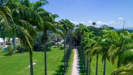 Photo for Aerial view of the Burle Marx park - Parque da Cidade, in Sao Jose dos Campos, Brazil. Tall and beautiful palm trees. - Royalty Free Image