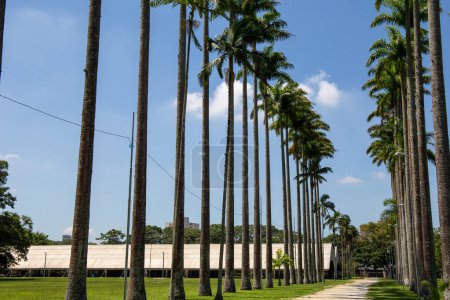 Burle Marx Park - Parque da Cidade, in Sao Jose dos Campos, Brasilien. Hohe und schöne Palmen