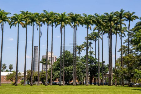 Photo for Burle Marx park - Parque da Cidade, in Sso Jose dos Campos, Brazil. Tall and beautiful palm trees - Royalty Free Image