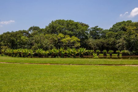 Photo for Burle Marx park - Parque da Cidade, in Sao Jose dos Campos, Brazil. Tall and beautiful palm trees - Royalty Free Image
