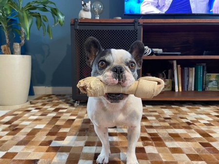 Téléchargez les photos : French bulldog dog with a bone in its mouth, indoors - en image libre de droit