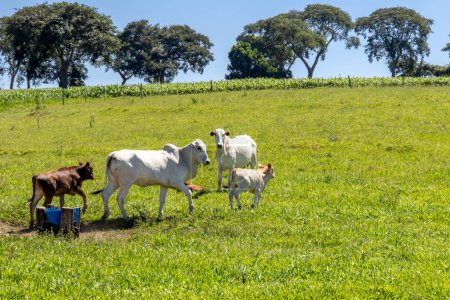 Photo for Nelore cattle in a green pasture on a farm in Sao Paulo, SP. - Royalty Free Image