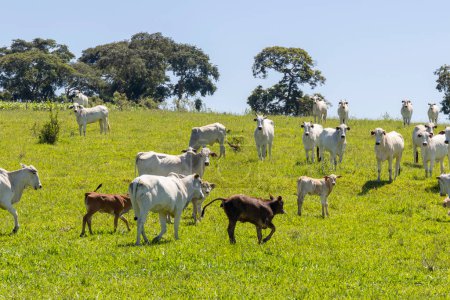 Nelore cattle in a green pasture on a farm in Sao Paulo, SP.