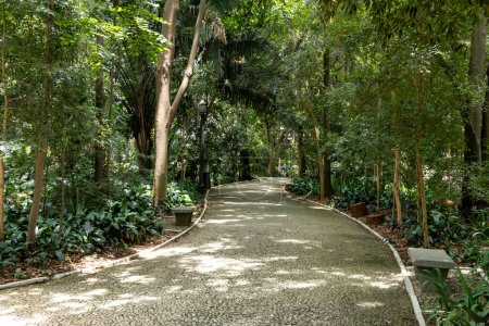 Foto de Trianon Park en la Av. Paulista en Sao Paulo, SP, Brasil. Avenida principal de la ciudad. - Imagen libre de derechos