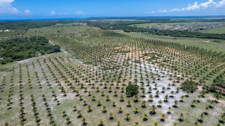 Aerial view of coconut plantation on Pipa beach in Tibau do Sul, Natal, Rio Grande do Norte, Brazil.