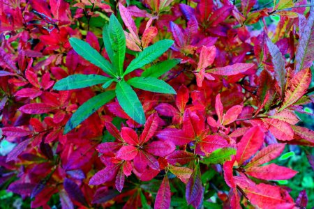 Téléchargez les photos : Beauté dans la nature, automne : feuilles d'aronia vert clair parmi les feuilles de couleur marron vif autour - en image libre de droit