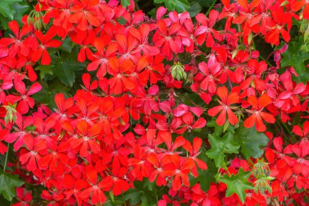 Téléchargez les photos : Géranium à feuilles de lierre. Fleurs rouges pélargonium aux feuilles ondulées vertes ressemblant à des feuilles de lierre - en image libre de droit