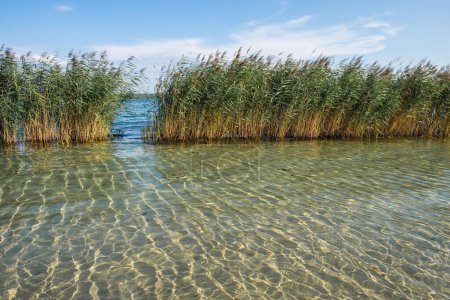 Eine ruhige Sommerlandschaft mit einem flachen See und gemeinem Schilf. Invasive Wasserpflanze