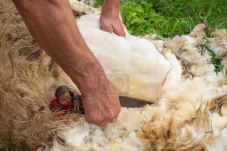 Photo for Closeup view of a shepherd hand shearing his sheep using metal blades arranged similarly to scissors - Royalty Free Image