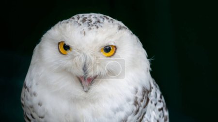 Photo for Arctic owl. Closeup shot of snowy owl with beautiful yellow eyes and open beak - Royalty Free Image