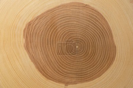 Photo for A trunk-cut of an ash tree. Wood texture. Tree growth rings. Concentric circles - Royalty Free Image