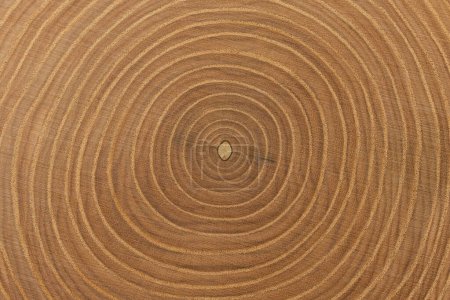Photo for Ash tree trunk cross-section with detailed annual rings. Beautiful wood texture as background - Royalty Free Image