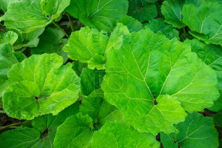 Common butterbur plant with its giant elephant-ear appearance leaves. Medicinal leaves