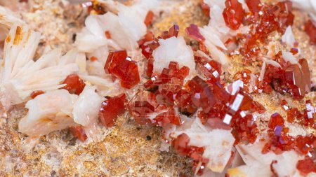 Photo for Lustrous blood-red vanadinite crystals on the snow-white bladed baryte matrix - Royalty Free Image