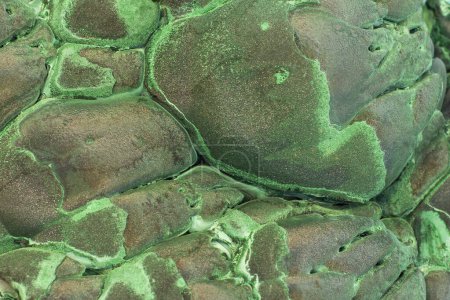Photo for A cluster of infiltrative malachite minerals with a velvety sheen surface. Unpolished raw natural rock with the bulbous formation - Royalty Free Image