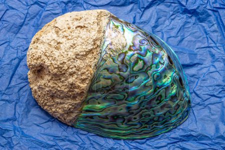 Photo for Dorsal View Of New Zealand Origin Paua Abalone Shell With A Multicolored Opalescent Surface - Royalty Free Image