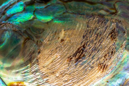 Photo for Closeup shot of paua abalone shell. Ventral view of the pearly texture of Haliotis iris - Royalty Free Image