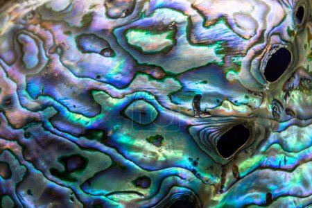 Photo for Opalescent Paua abalone shell. Shimmering texture of mother of pearls - Royalty Free Image